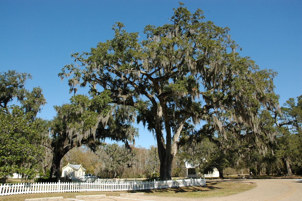 Large tree in Fairview-Riverside State Park in Madisonville, Louisiana. | Madisonville's Premier Plumbing Services 
