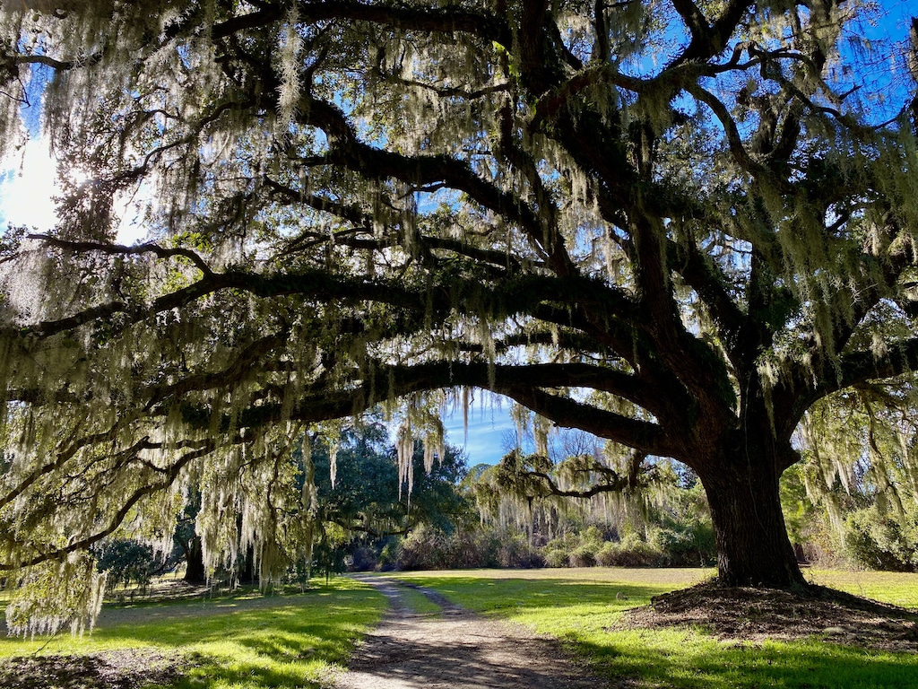 Large oak tree in New Orleans near Woodmere. Plumbing service.