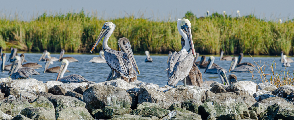 Pelicans sitting on rocks in River Ridge, LA